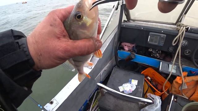 Вот ЭТО ЖОР Рыбалка на заливе. смотреть онлайн