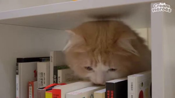 Lap Kitty Lulu #Lulu Cat #Cute Cat Videos