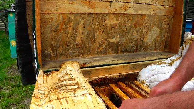 Как выбрать хороший маточник? Отводок пятый день, какой маточник сорвать какой оставить? смотреть онлайн