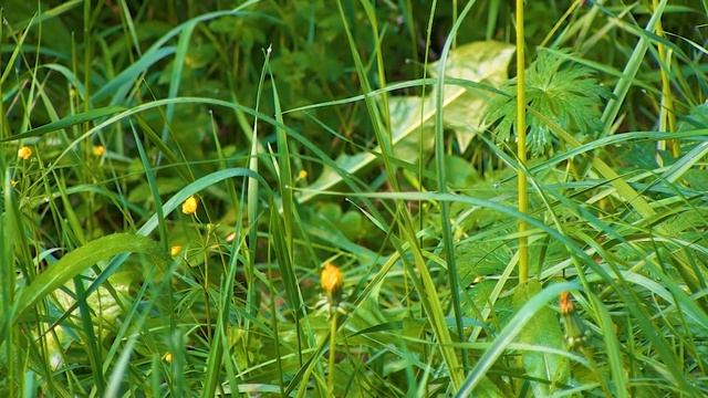 Святогорск 600 летний дуб великан смотреть онлайн