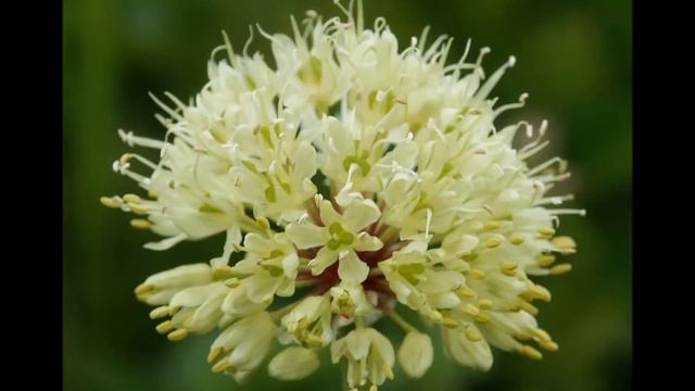 Ajos silvestres смотреть онлайн