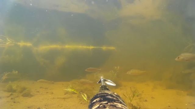 Подводная ОХОТА на ЩУКУ. ЛУЧШИЕ МОМЕНТЫ смотреть онлайн