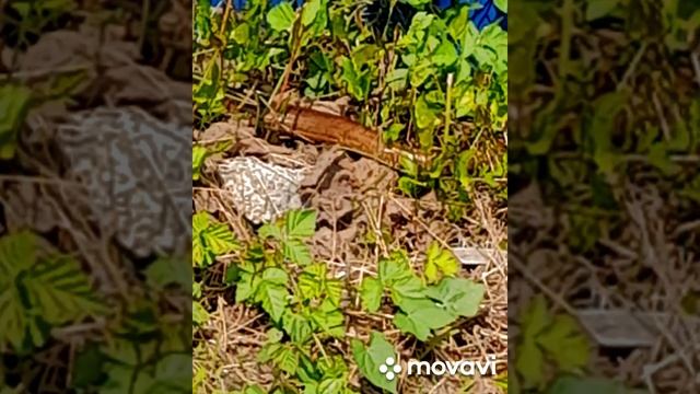 Змея в огороде у моей знакомой. Ящерица желтопуз. смотреть онлайн