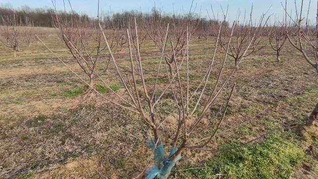How to prune cherry on KGB training system step by step смотреть онлайн