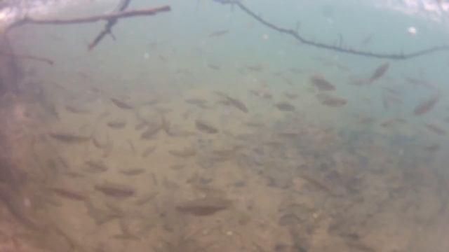 Форель в р.Черная смотреть онлайн