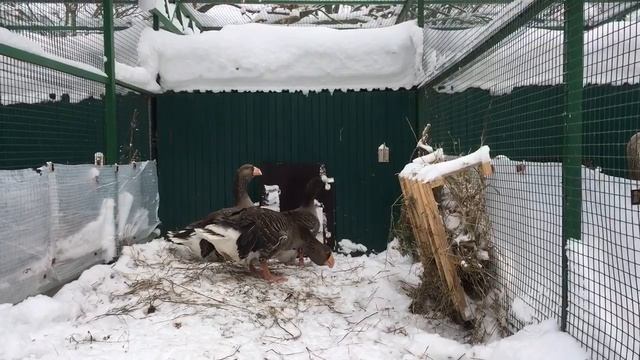 Тульские Гуси 1 смотреть онлайн