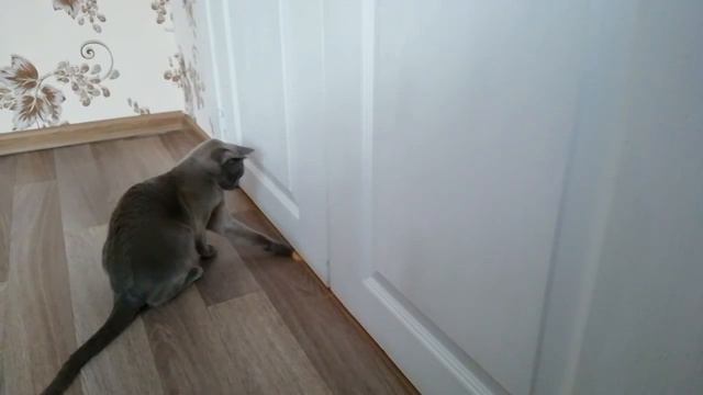 "Пинг - понг" - игра для кошек. смотреть онлайн