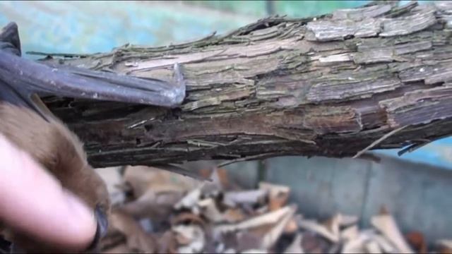 Добрая Летучая мышь проснулась,взял в руки смотреть онлайн