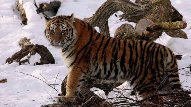 НЕТ МИЛЕЕ, ДОРОЖЕ И БЛИЖЕ....