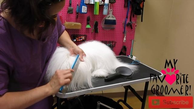 How to Groom a Coton de Tulear смотреть онлайн