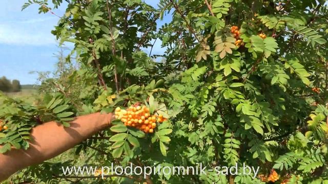 Жёлтоплодная рябина НЕВЕЖИНСКАЯ ЖЁЛТАЯ. Уникальный сорт рябины для озеленения. смотреть онлайн