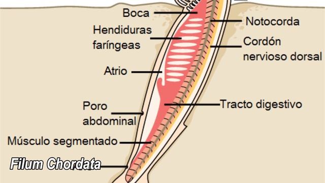 CLASIFICACIÓN DE LOS SERES VIVOS | Categorías Taxonómicas | Biología смотреть онлайн