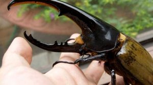 Жук-Геркулес - интересные факты