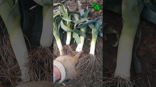 УРОЖАЙ В ФЕВРАЛЕ. Что можно собрать в феврале в огороде. Вкусный и полезный урожай. смотреть онлайн