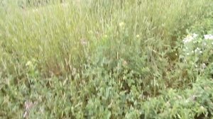 Обзор косилки LISICKI 178 1,65м