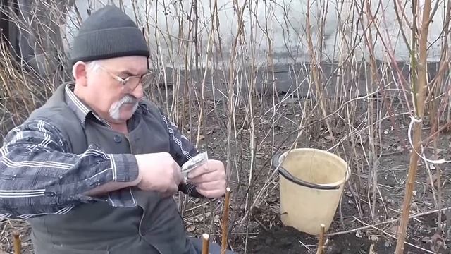 Как посадить молодой персик. Посадка саженцев персика