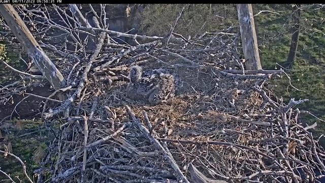 20230411 BC Two Dinnerfish Tuesday And BC23 Bringing Allll The Sass - Bluff City Bald Eagles смотреть онлайн