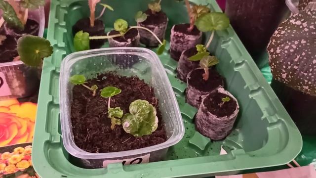 БЕГОНИЯ ИЗ СЕМЯН/ПЕРЕВАЛКА БЕГОНИИ ЧЕРЕЗ МЯСЯЦ ПОСЛЕ ВСХОДОВ/8 ФЕВРАЛЯ 21г# 196 смотреть онлайн