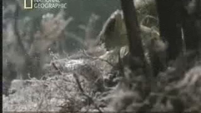 Чудесные превращения