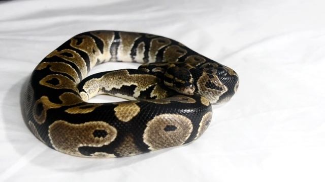 Expectations Vs. Reality of Having a Pet Snake! смотреть онлайн