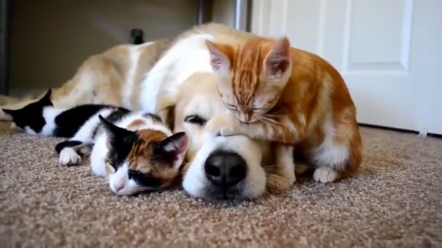 Усыпление кота цена смотреть онлайн