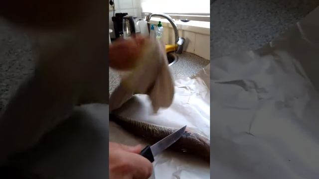 Cleaning the greater weever fish (Trachinus draco) смотреть онлайн