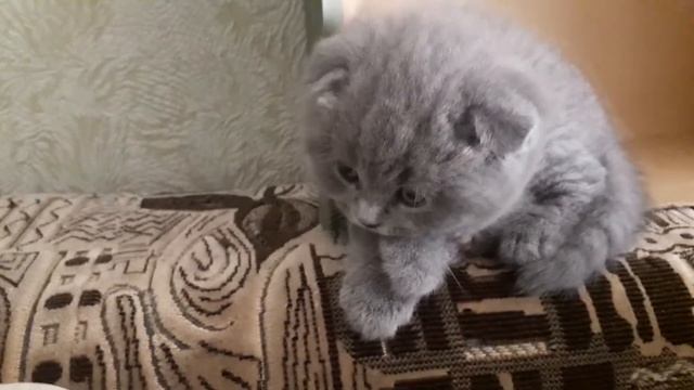 Забираем котенка Шотландский вислоухий | Первые дни с нами| смотреть онлайн