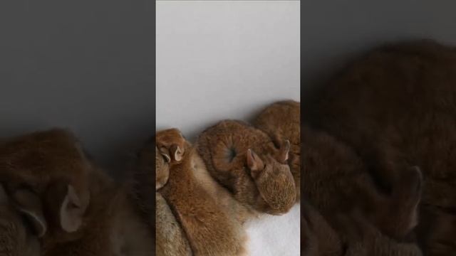 Крольчата окраса Агути смотреть онлайн