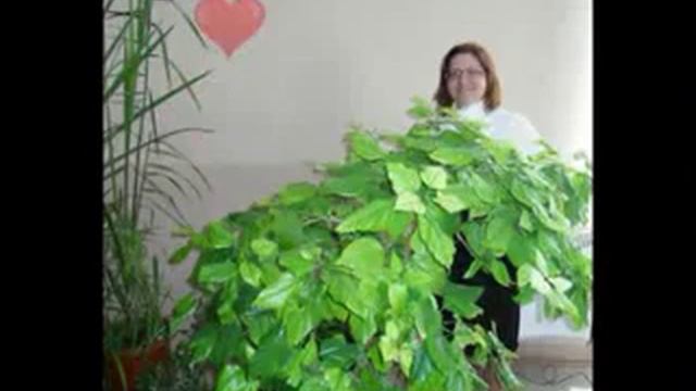 С днем рождения ,Валентина Васильевна ! смотреть онлайн