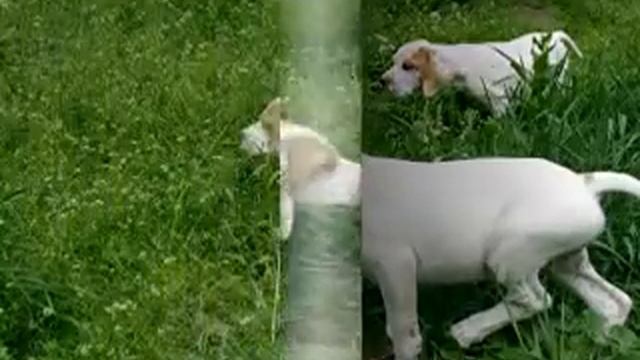Английский пойнтер, English pointer, Pointer смотреть онлайн