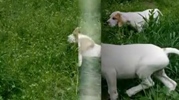 Английский пойнтер, English pointer, Pointer