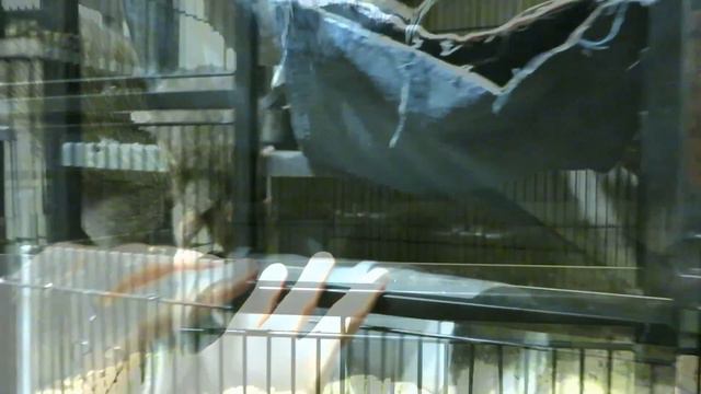 Делим клетку "Triol 5005" пополам, под две стаи диких крыс! 😊 Вы просили. 🐭 (Wild Rats) 🐭 смотреть онлайн