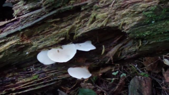 Angel's Wings and Jelly Tooth mushrooms смотреть онлайн