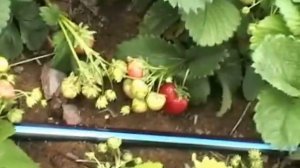 Эрос, клубника среднего срока созревания.