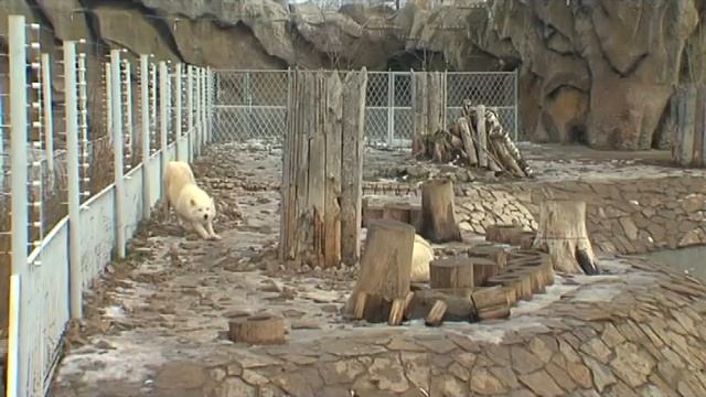 31 10 14 Медведи уснули (Ижевский зоопарк) смотреть онлайн