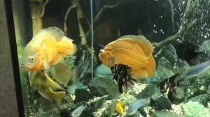 Акара бирюзовая. Купили новых цихлид