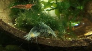 Аквариумные креветки сбрасывают панцирь (Линька) / Все о креветках / Креветки в аквариуме