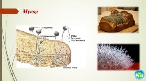Плесневые грибы и дрожжи.