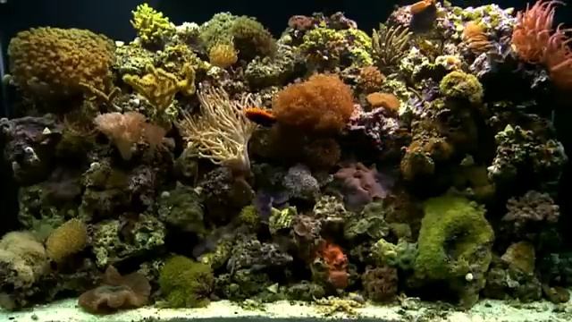 Нежна и Красива Индийска Мантра *manish Vyas* смотреть онлайн