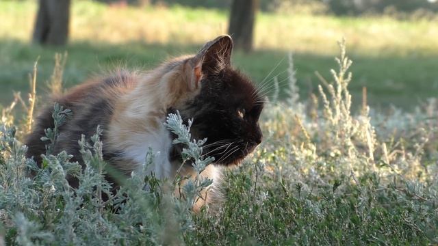 Пример съемки на видеокамеру Panasonic V770 / Panasonic V770 video test смотреть онлайн