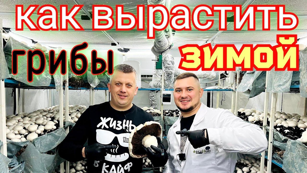 Собираю грибы в декабре. Как вырастить грибы в домашних условиях смотреть онлайн