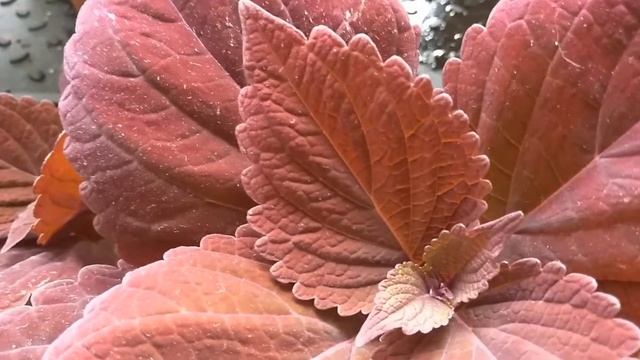 Колеусы. Весенний обзор моей коллекции колеусов.