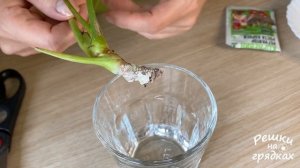 Черенкование антуриума | Как обрезать антуриум