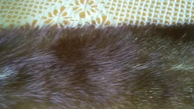 КАК СШИТЬ ЖИЛЕТ ИЗ НОРКИ. ПОДГОТОВКА 1 ЧАСТЬ смотреть онлайн