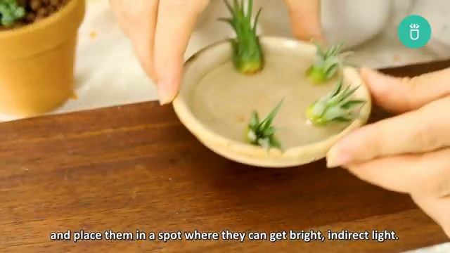 HOW TO MULTIPLY YOUR AIR PLANT COLLECTION FAST & FREE | AIR PLANT PROPAGATION | PROPAGATE AIR PLANT смотреть онлайн