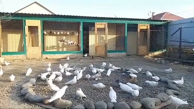 Как просто продать голубей! смотреть онлайн