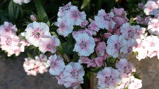 What's Blooming In The Park Or About To.. смотреть онлайн