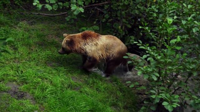 Дикие животные и очень трогательная мелодия.
