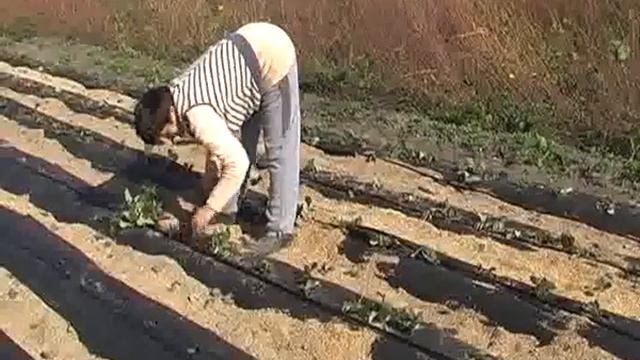 Klubnika.flv смотреть онлайн