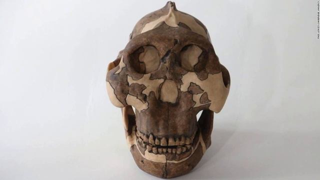 This Early Human Ancestor Is To Blame For Genital Herpes смотреть онлайн